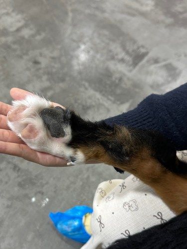 小伯耍大脚！