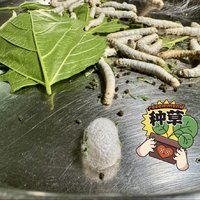 养蚕的小学生终于迎来了结茧的结局