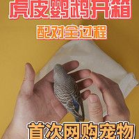 首次网购宠物！虎皮鹦鹉开箱全过程