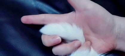 揭秘猫咪尾巴摆动（从心态角度解读猫咪的语言）
