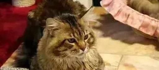 揭秘猫咪尾巴摆动（从心态角度解读猫咪的语言）
