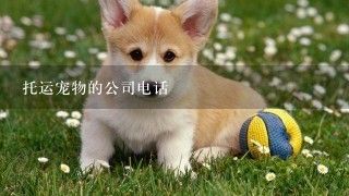 托运宠物的公司电话