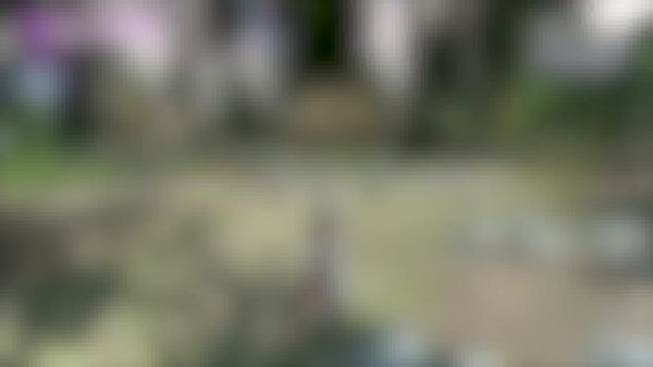  黑色沙漠四世代宠物图鉴：探索宠物的神秘世界