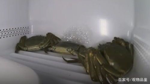 宠物螃蟹冬天怎么养殖好吃呢