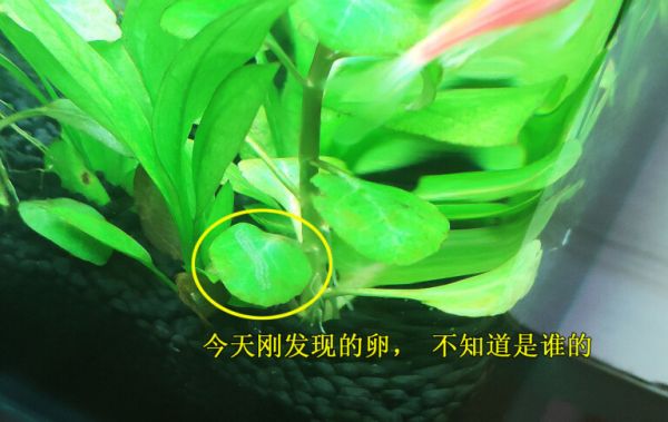 养殖的辣椒蟹总是死，这里你也许能找到答案！