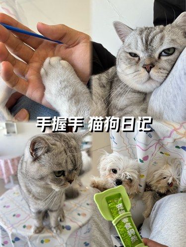 谁能拒绝小狗躺在怀里画石膏啊[色][色]