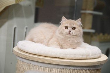 【在售】米努特矮脚猫