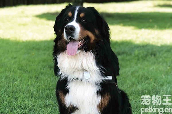 伯恩山犬