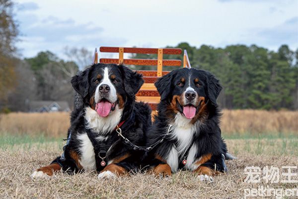 伯恩山犬寿命偏短