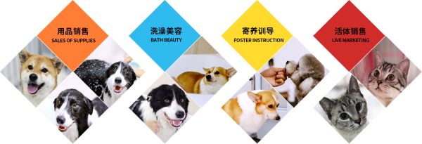  圣宠宠物
