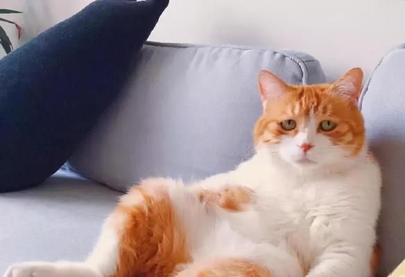 家养橘猫的预期寿命是多少？（探讨家养橘猫的健康状况和寿命，关注宠物健康）