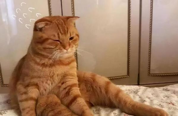 家养橘猫的预期寿命是多少？（探讨家养橘猫的健康状况和寿命，关注宠物健康）