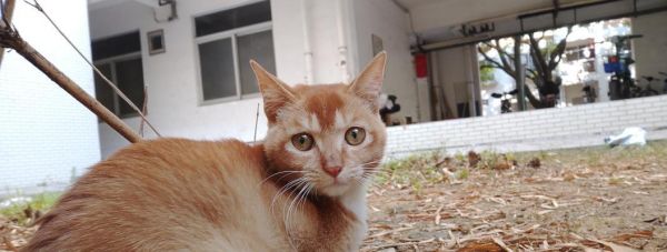 家养橘猫的预期寿命是多少？（探讨家养橘猫的健康状况和寿命，关注宠物健康）