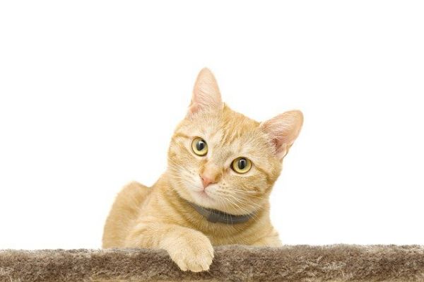 高铁能不能带宠物猫
