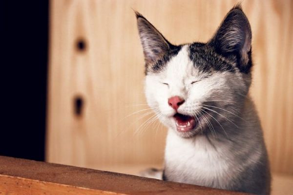 猫会抓老鼠吗(猫咪真的天生就爱抓老鼠吗)