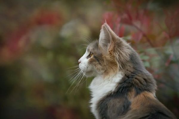 猫会抓老鼠吗(猫咪真的天生就爱抓老鼠吗)