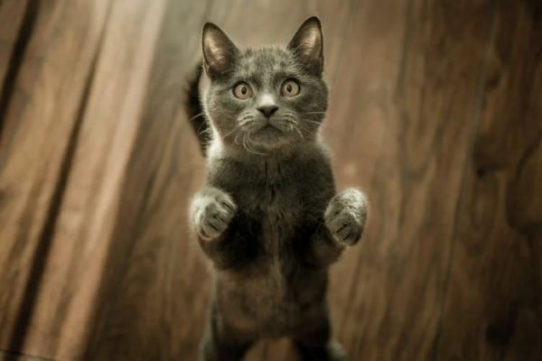 猫会抓老鼠吗(猫咪真的天生就爱抓老鼠吗)