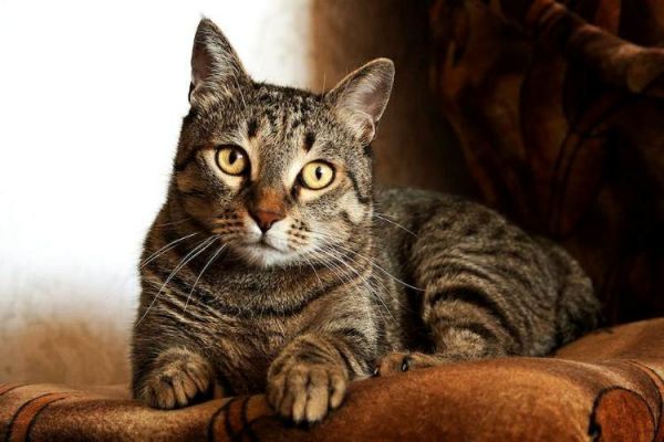 猫会抓老鼠吗(猫咪真的天生就爱抓老鼠吗)
