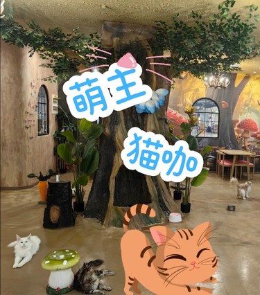 喜欢撸猫的，就一定不要错过这家猫咖！