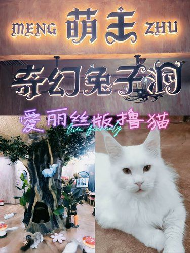 爱丽丝版撸猫记