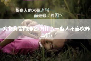 宠物狗智商排名(为什么一些人不喜欢养土狗)