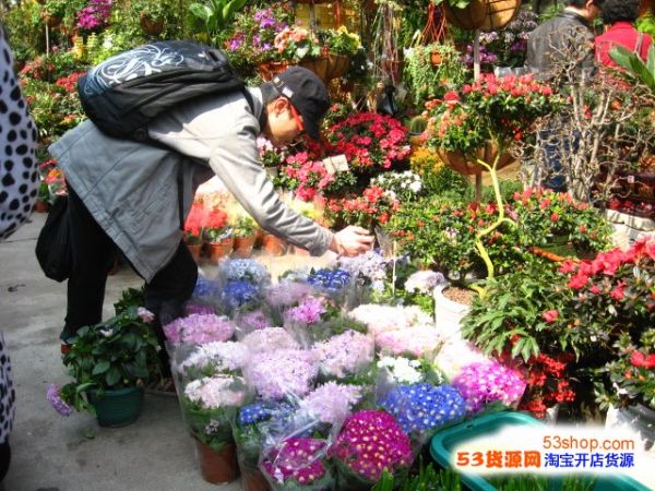 广州市花地花鸟鱼虫批发市场