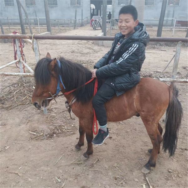 小矮马饲养矮马市场价格骑乘稳定室内萌宠