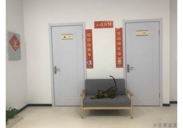 宁夏宠物医疗学校,宠物医疗连锁
