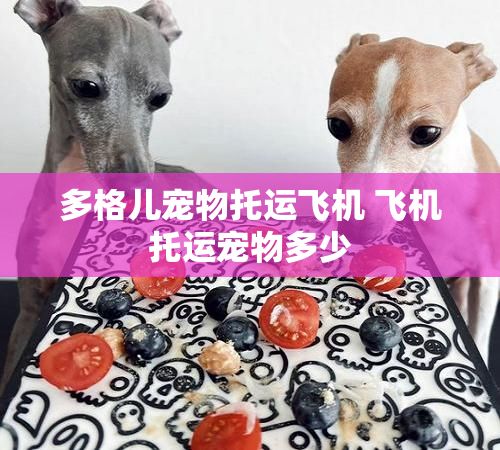 多格儿宠物托运飞机 飞机托运宠物多少