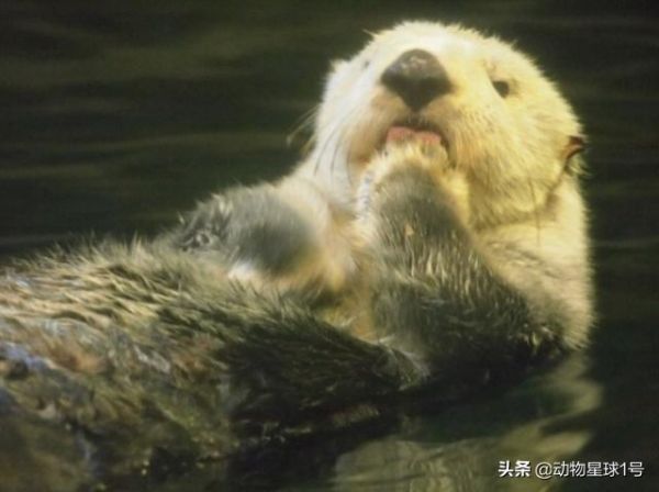 海獭可以当宠物吗为什么，饲养海獭犯法吗