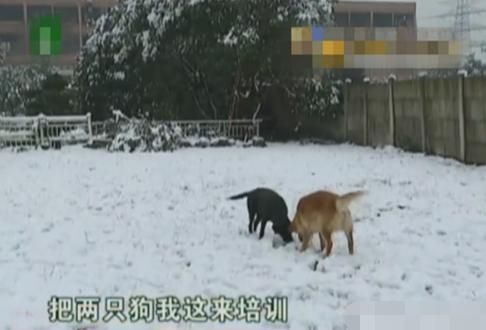 两只狗寄养一年多，宠物店老板曝光要债：狗主人欠了我十多万