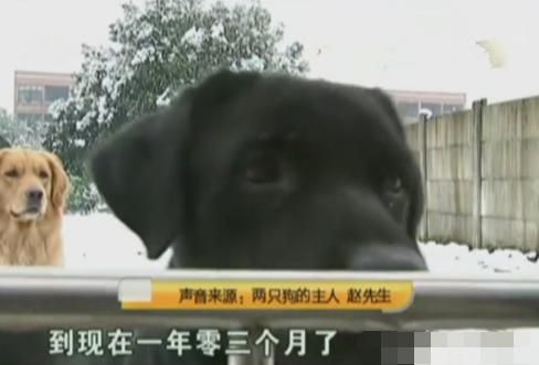 两只狗寄养一年多，宠物店老板曝光要债：狗主人欠了我十多万