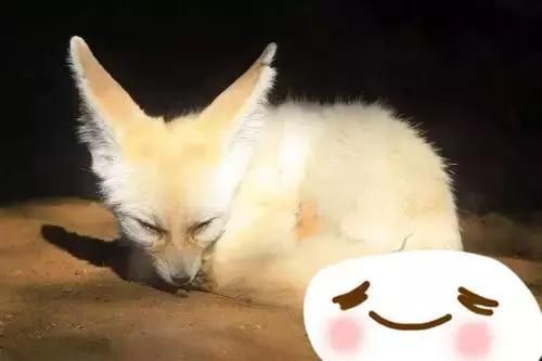 10种特别的宠物你喜欢吗！