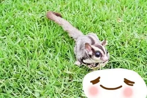 10种特别的宠物你喜欢吗！