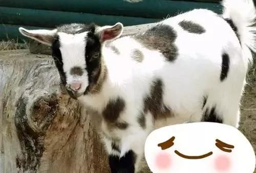 10种特别的宠物你喜欢吗！