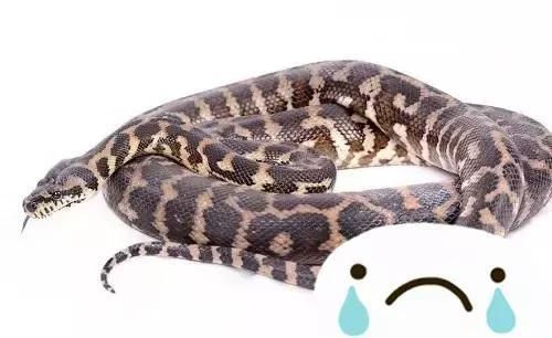 10种特别的宠物你喜欢吗！