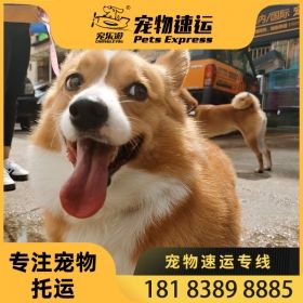 上海大理宠物托运公司