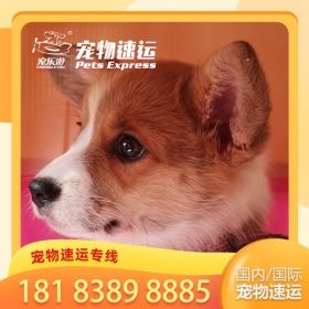 上海丽江宠物托运公司