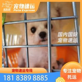 上海大理宠物托运托运价格