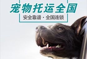 上海重庆宠物托运公司托运狗狗
