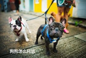 上海狗狗怎么办理托运需要什么手续
