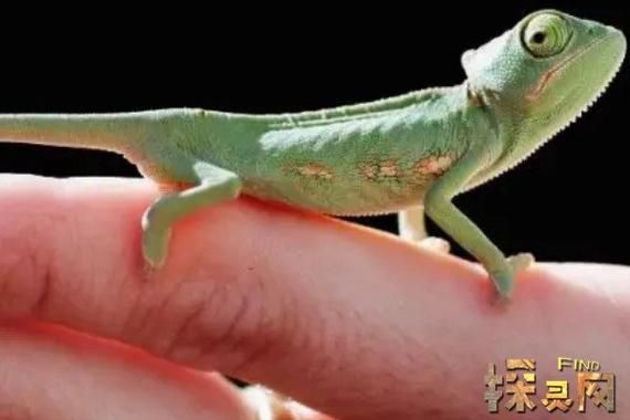 宠物变色龙,宠物变色龙多少钱一只