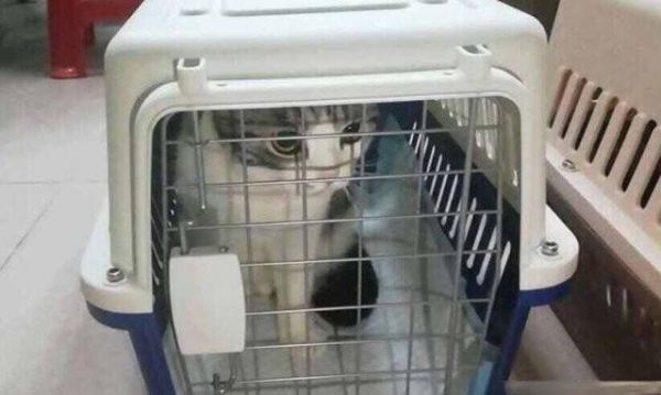 猫可以带上火车吗？-有驾