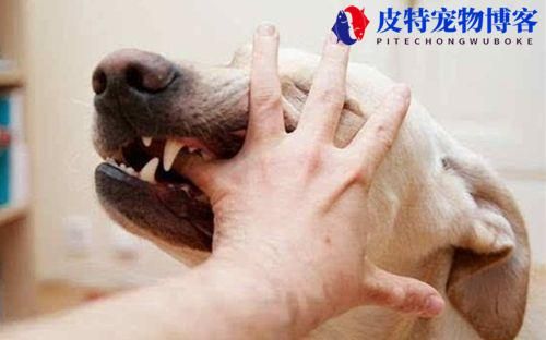 宠物狗打了狂犬疫苗咬到人有事吗（详细阐述宠物狗打狂犬疫苗后对人的咬伤风险）