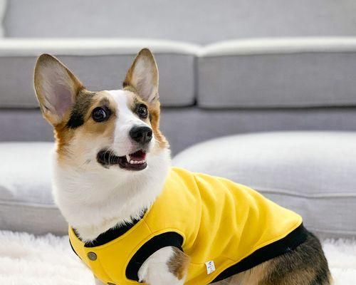 8种不容易掉毛的中型犬种（适合宠物主人的毛发问题解决方案）