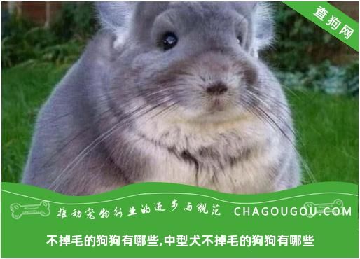 不掉毛的狗狗有哪些,中型犬不掉毛的狗狗有哪些