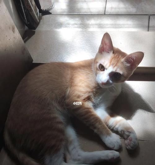 揭开猫不掉毛的神秘面纱（宠物猫的脱毛现象及解决方法）
