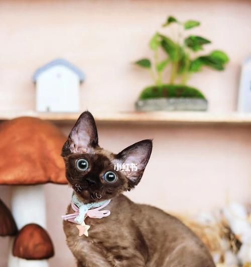 揭开猫不掉毛的神秘面纱（宠物猫的脱毛现象及解决方法）