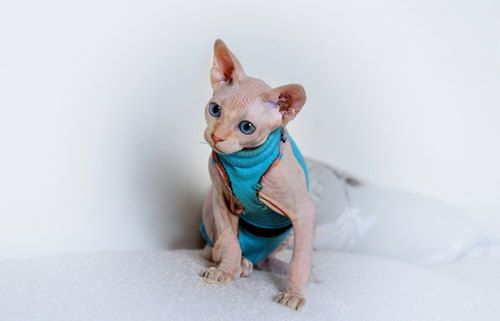 什么品种的猫不掉毛 不掉毛的猫有哪些