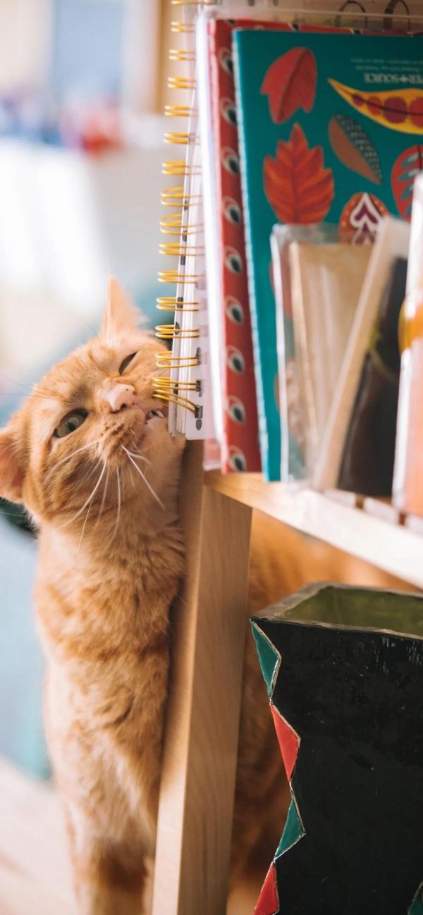 活泼可爱的猫咪高清动物手机壁纸图片
